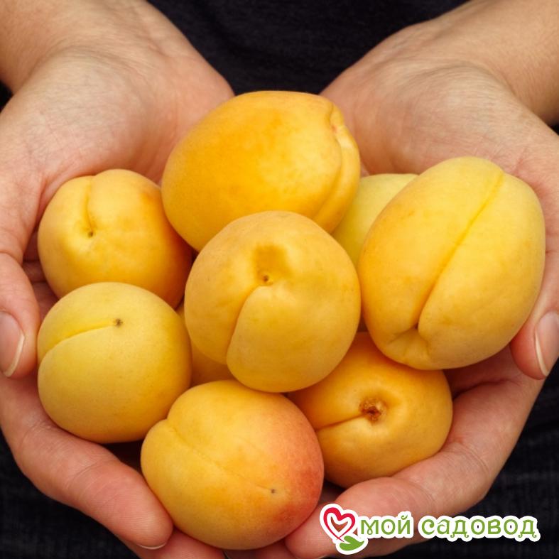 Абрикос Горный Абакан