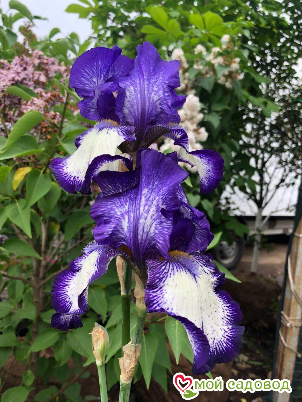 Ирис германский Блю Стаккато