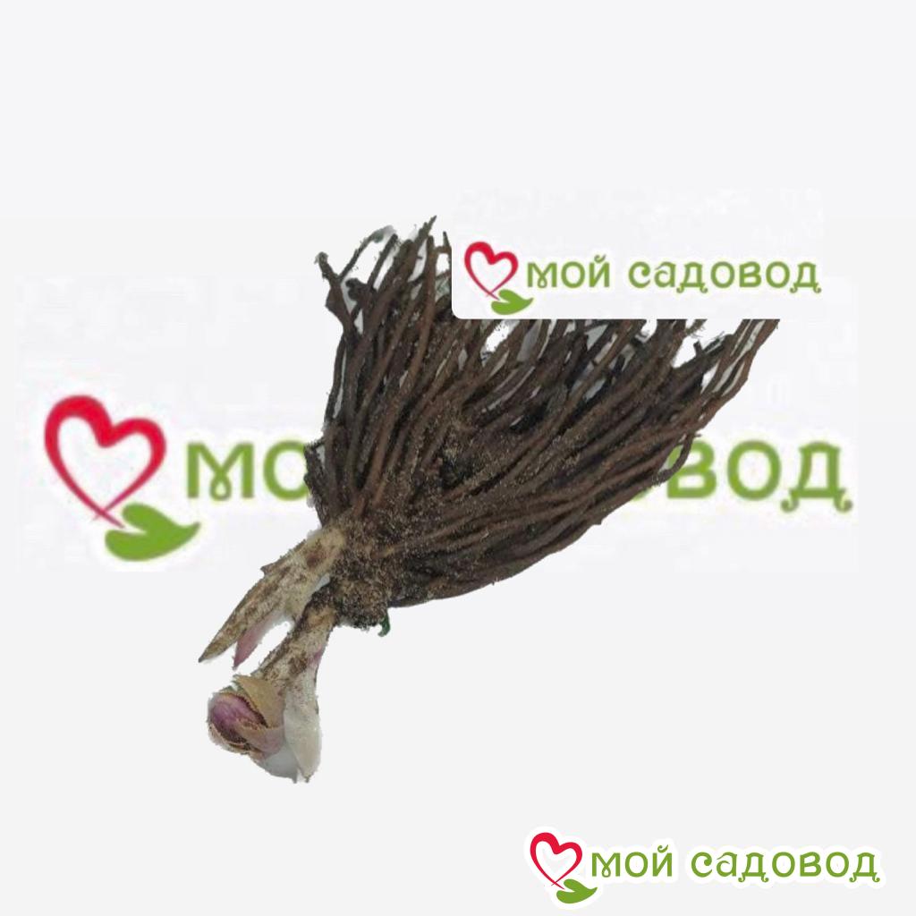 Хоста Спирит Дансер