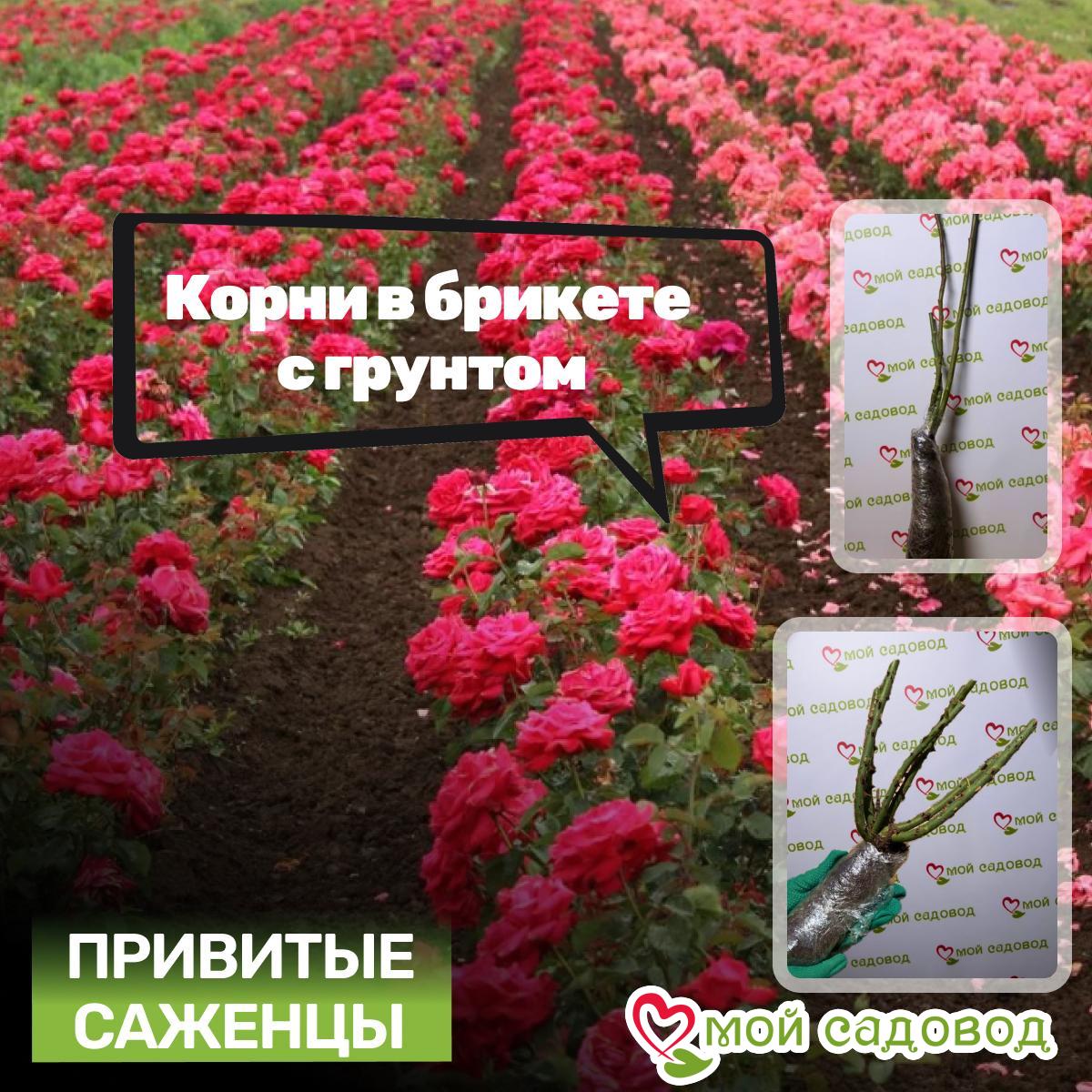 Роза Пастель Розе